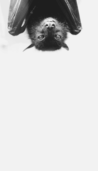 Fledermaus