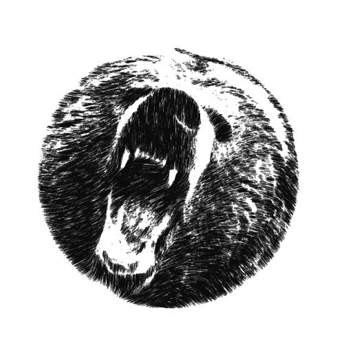 Bär